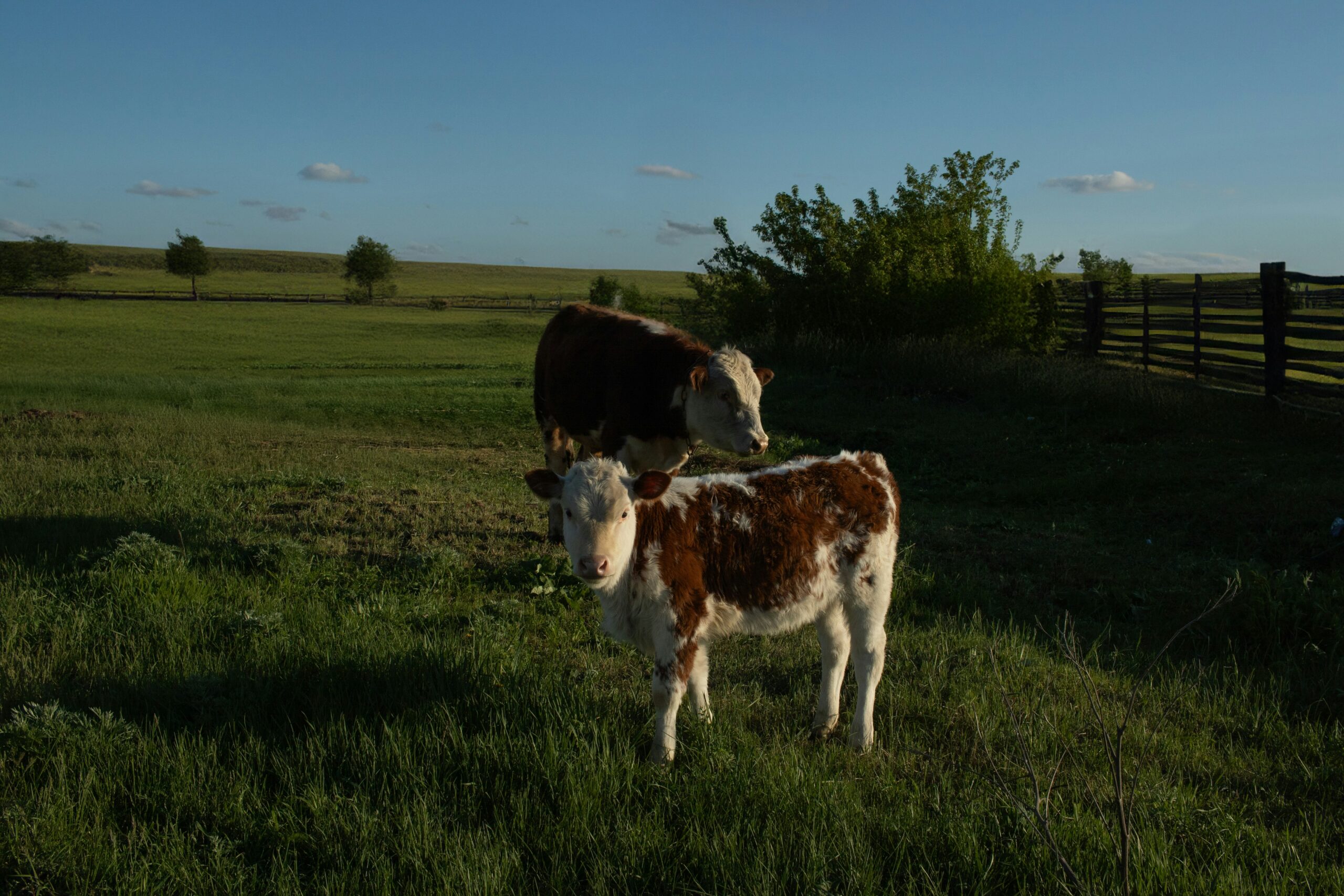 a couple of cows standing on top of a lush green field